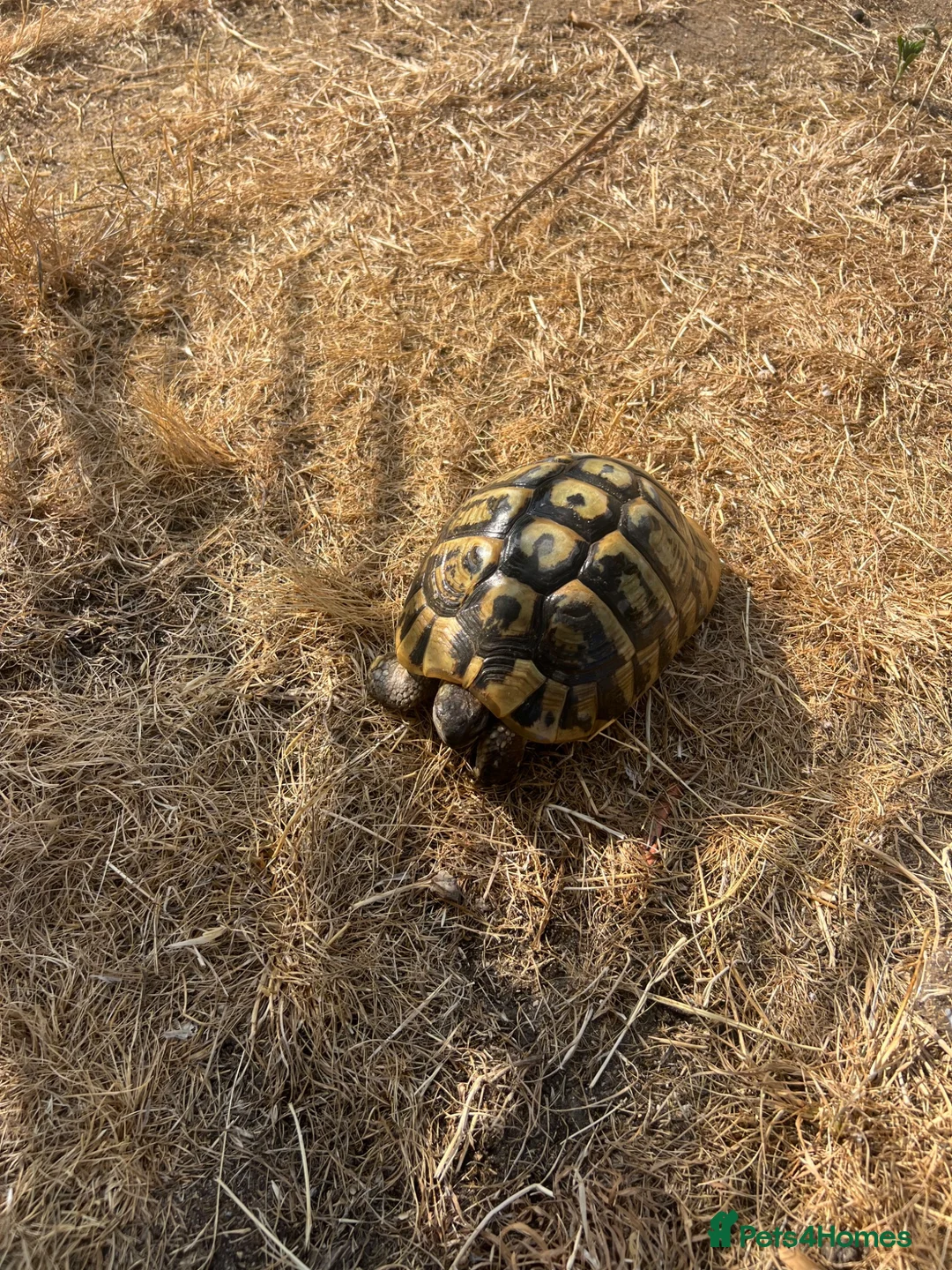 Tortoise reptiles for sale: Uk Bred Hermann tortoises - Advert 2