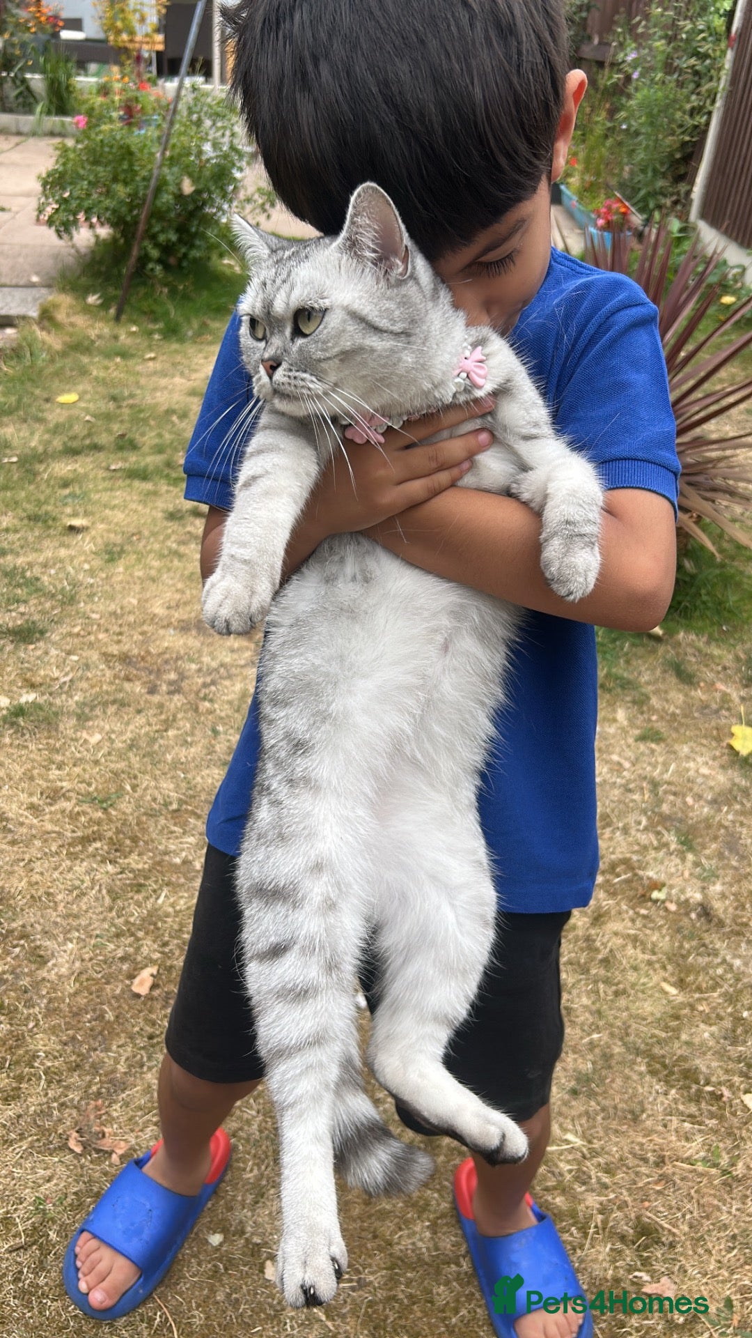 British Shorthair cats British shorthair  - Advert 3