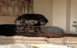 Miniature Poodle dogs for stud: KC phantom miniature poodle stud health tested in Thetford - Image 6