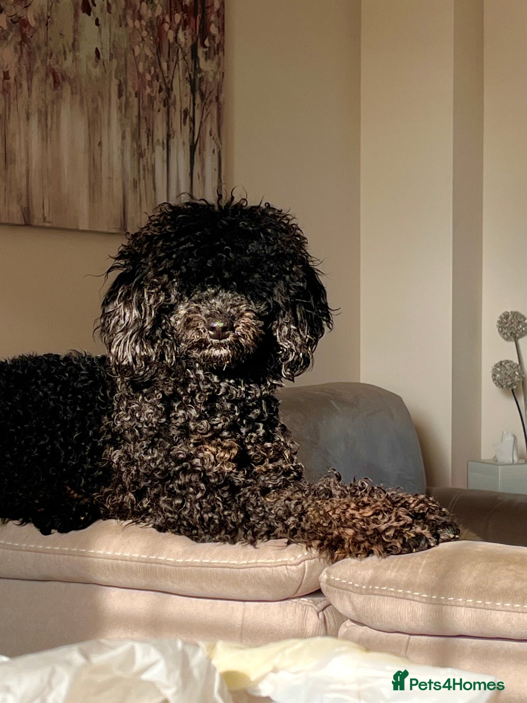 Miniature Poodle dogs for stud: KC phantom miniature poodle stud health tested in Thetford - Image 6