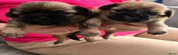 Shih Tzu dogs for sale: Incredibly loved Shih Tzu puppies  - Advert 12
