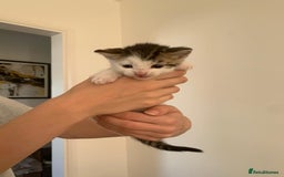 British Shorthair cats for sale: BSH Tortoise Shell  - Image 8