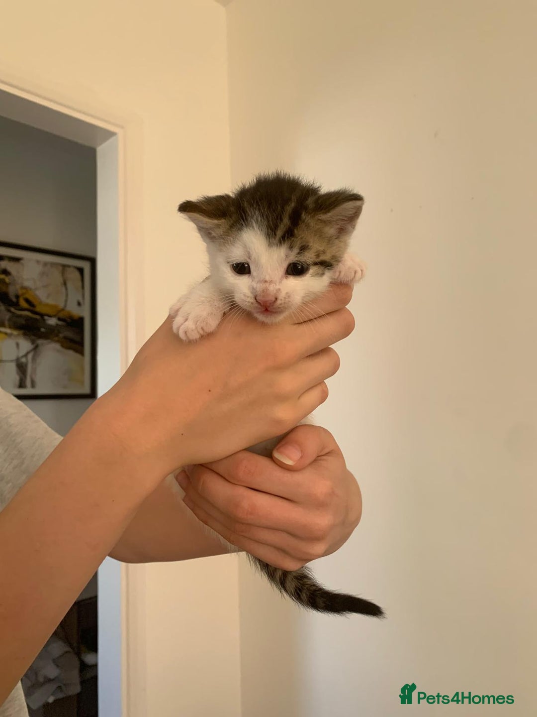 British Shorthair cats for sale: BSH Tortoise Shell  - Image 8