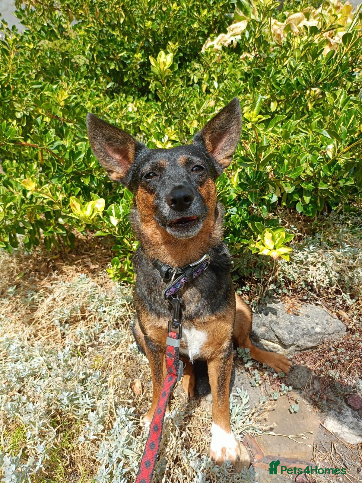 Mixed Breed dogs ❤️ELLA❤️– SMALL GIRL FIRST IN LINE FOR CUDDLES - Advert 2