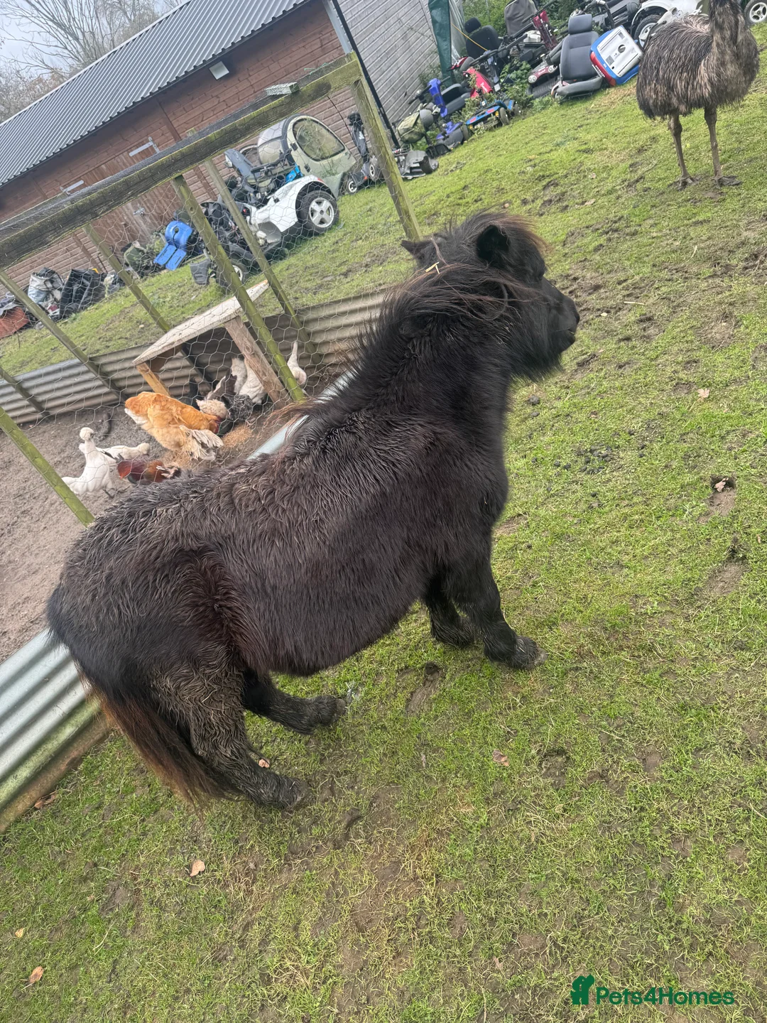 Shetland pony horses for sale: Teddy the Shetland pony gelding - Advert 5