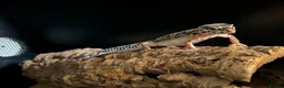 Leopard Gecko reptiles for sale: Speckles - Advert 1