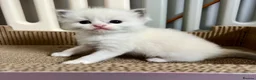 Ragdoll cats for sale: Purebred Ragdolls Kittens in Bournemouth - Advert 20