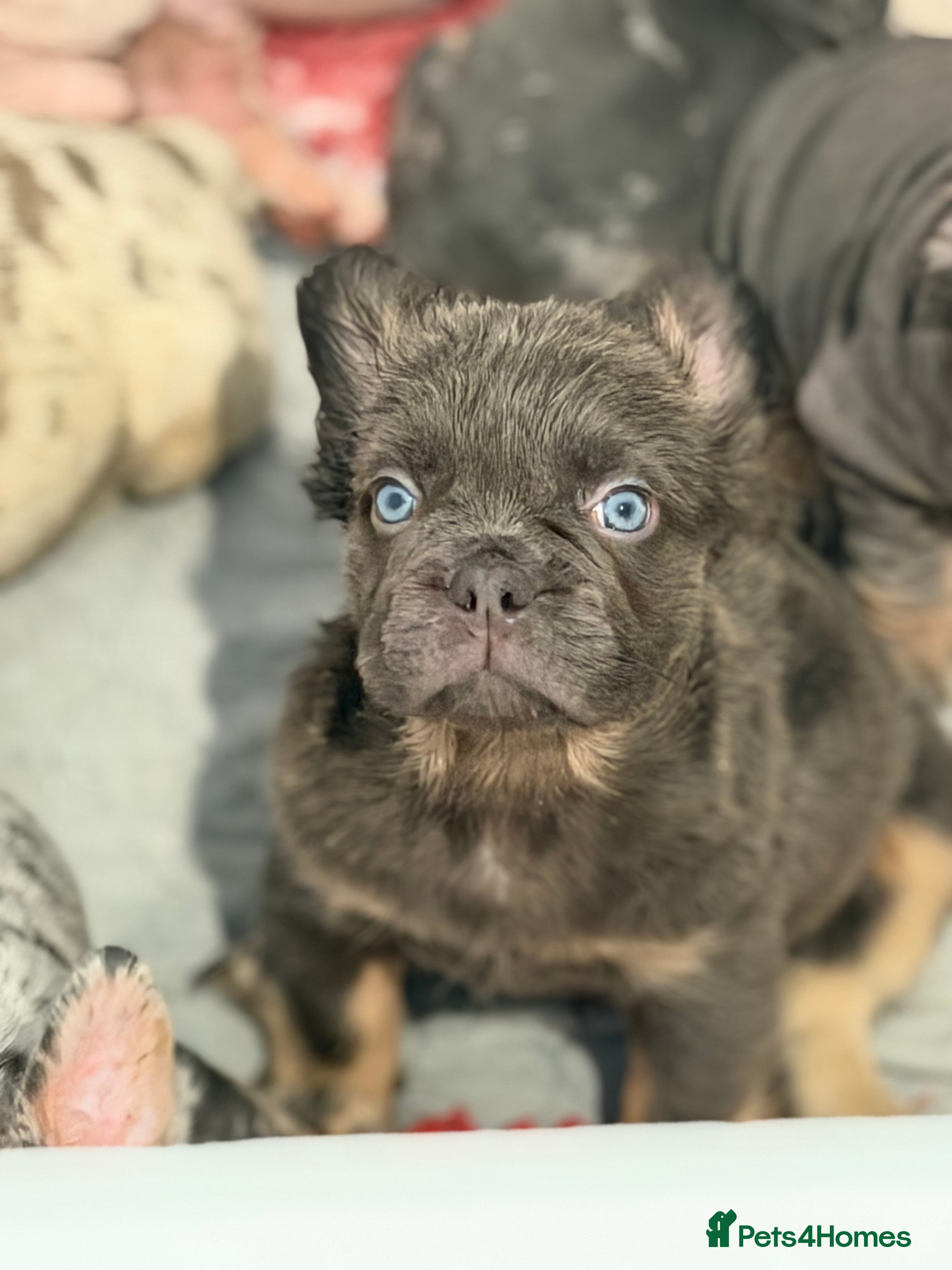 French Bulldog dogs Fluffy French Bulldog  - Advert 6