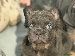 French Bulldog dogs Fluffy French Bulldog - Advert 6