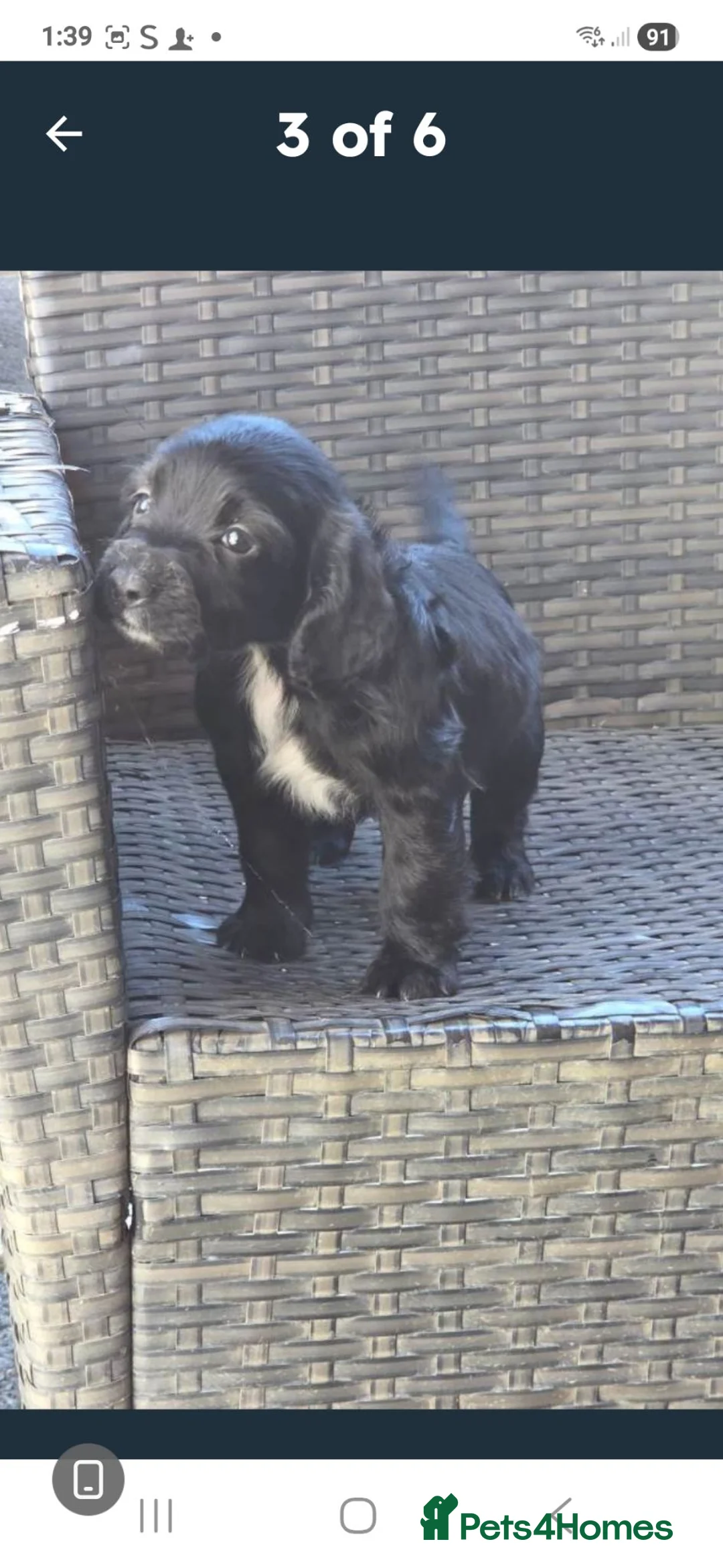 Cocker Spaniel dogs for sale: Cockerspaniel Puppies - Advert 5