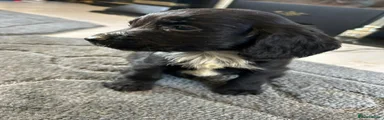 Cocker Spaniel 2