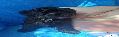Lhasapoo Puppy 1