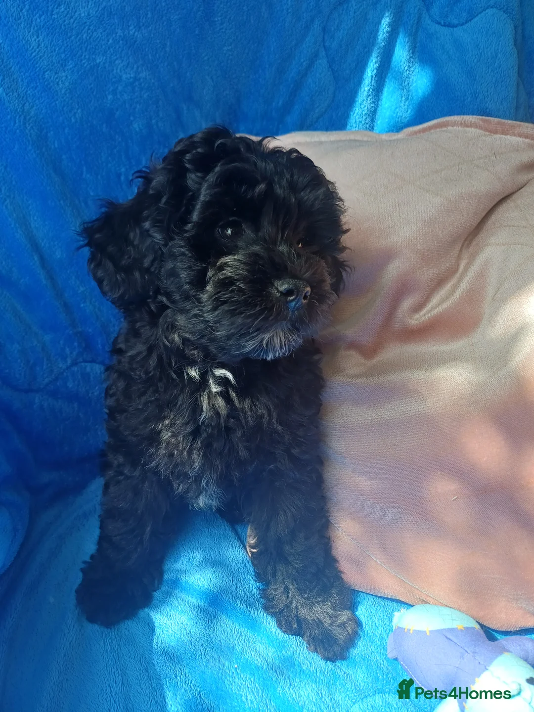 Lhasapoo dogs for sale: Lhaspoo puppies - Advert 2