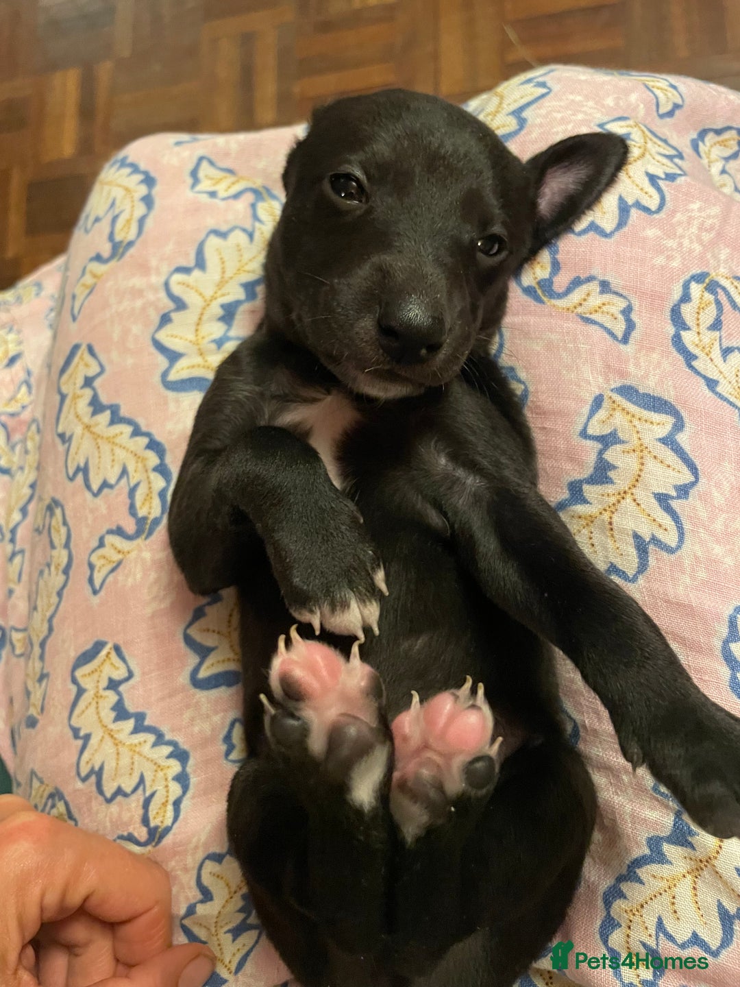 Whippet dogs for sale: The best puppies ever! - Image 11