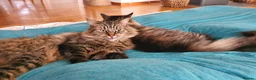 Mixed Breed cats for sale: Family of 2-3 Magical Long Hair Cats - Advert 11