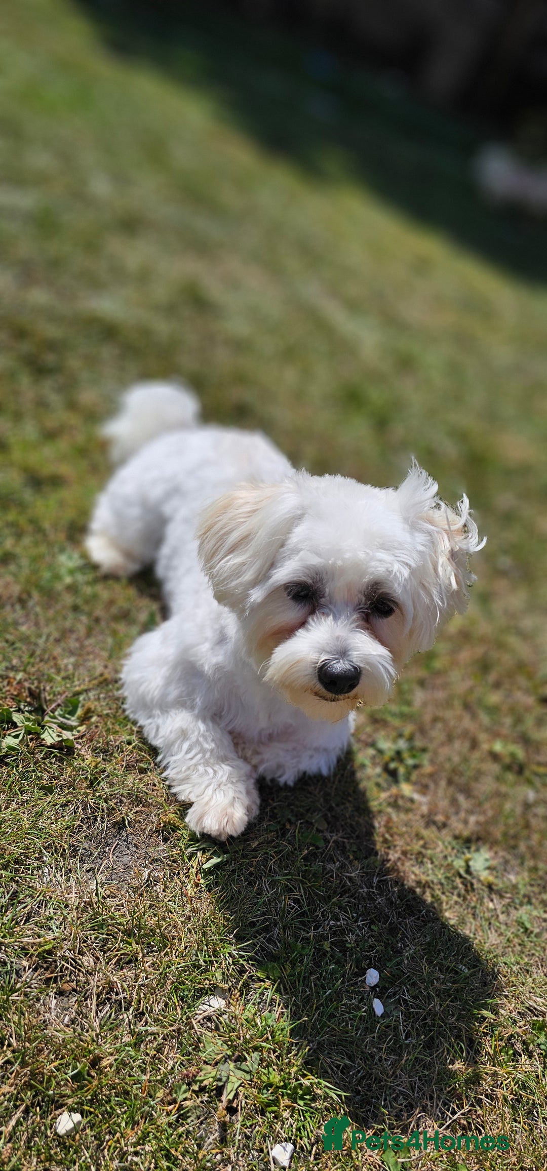 Bichon Frise dogs for stud: Bichon for Stud - Image 2