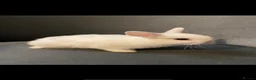 Netherland Dwarf rabbits for sale: Bunny - Advert 7
