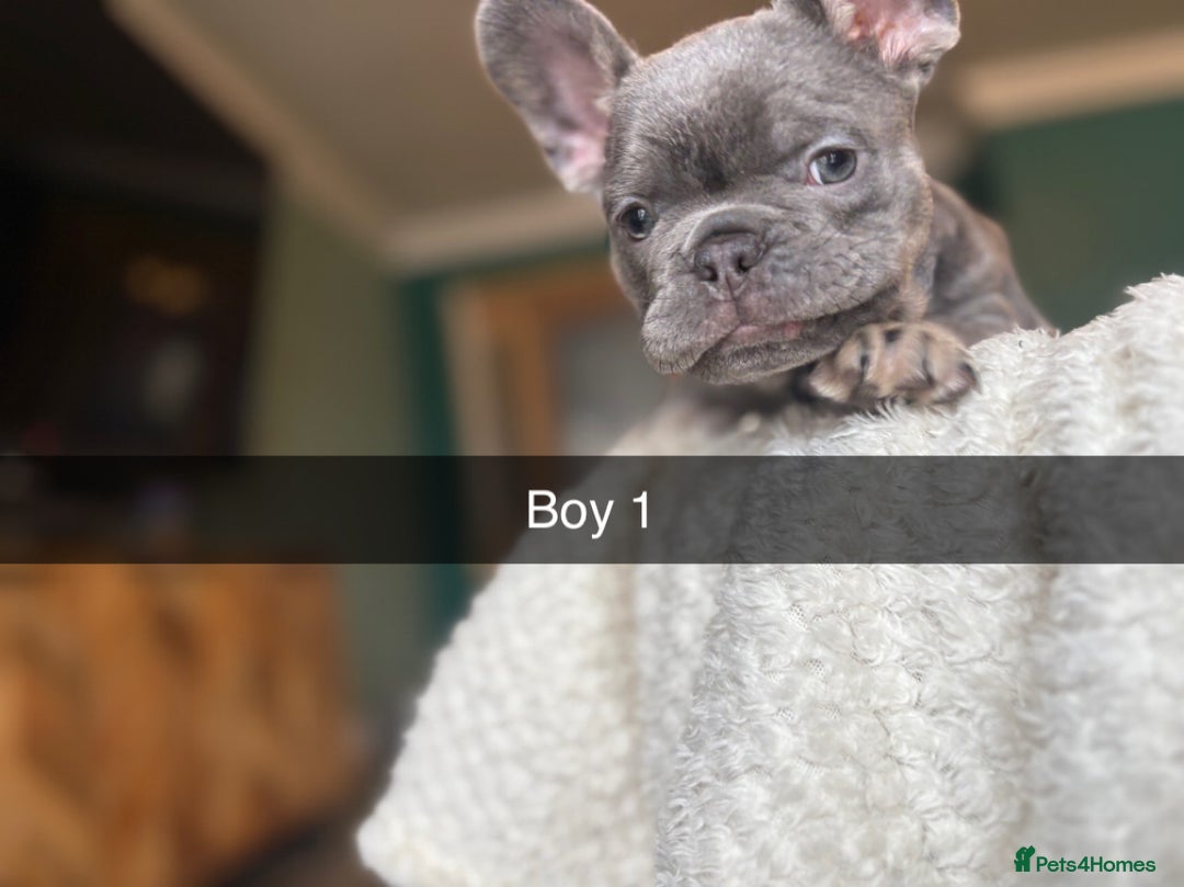 French Bulldog dogs for sale: Reduced French Bulldogs - Advert 5