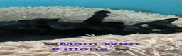 Domestic Shorthair cats for sale: ⭐️READY NOW!! ⭐️Gorgeous Black kittens🐈‍⬛ - Advert 5