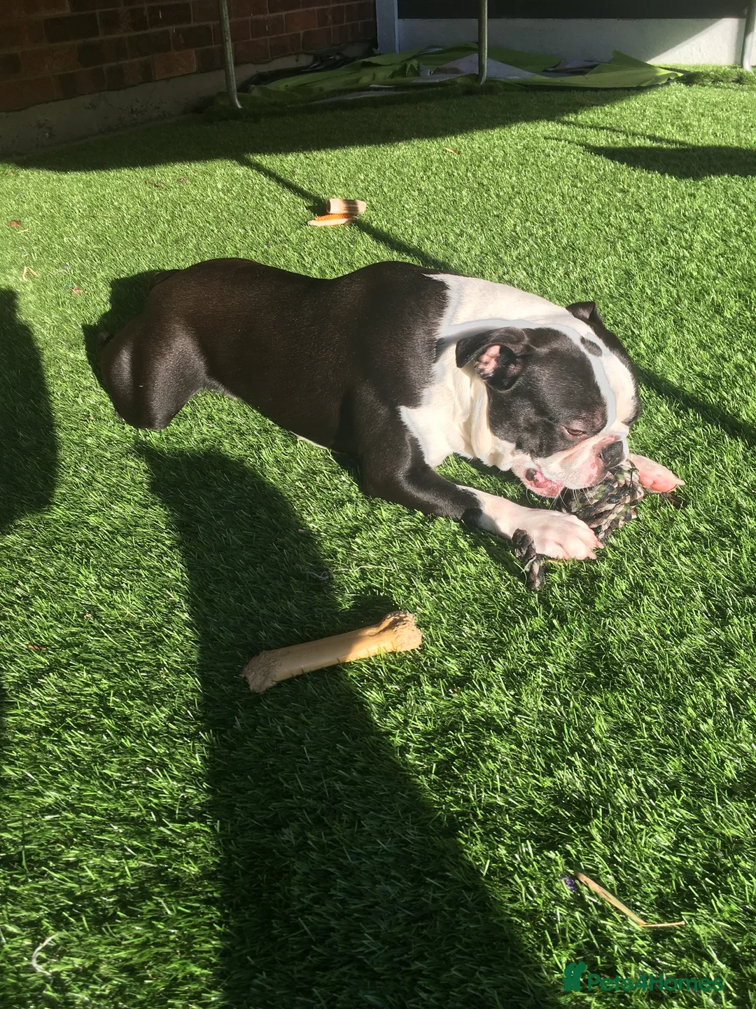 Boston Terrier dogs for stud: Outstanding champion lines in Doncaster - Advert 9