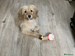 Cockapoo dogs Loving girl cockapoo - Advert 15