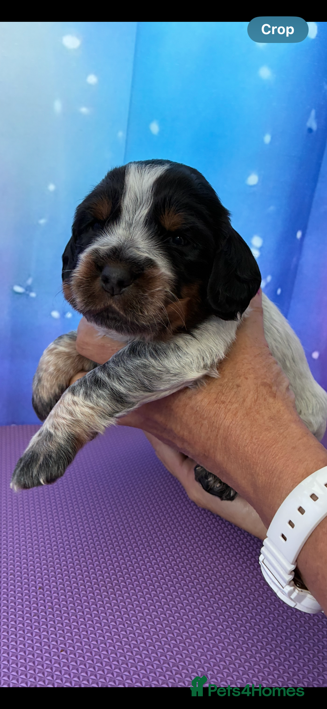 Cocker Spaniel dogs for sale: Working cocker female pup  - Image 5