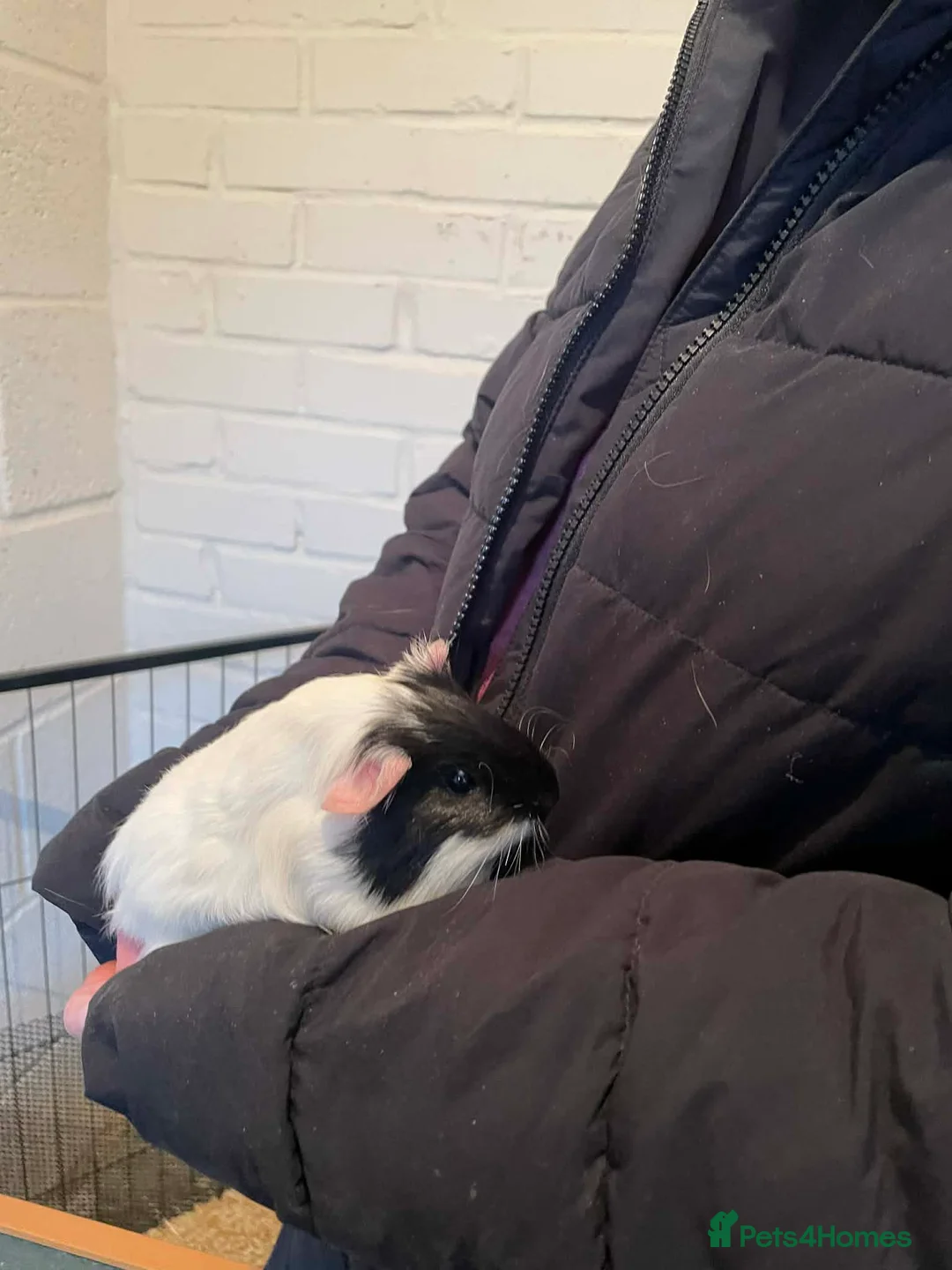 Guinea Pig rodents for sale: Baby Guinea pigs - Advert 7