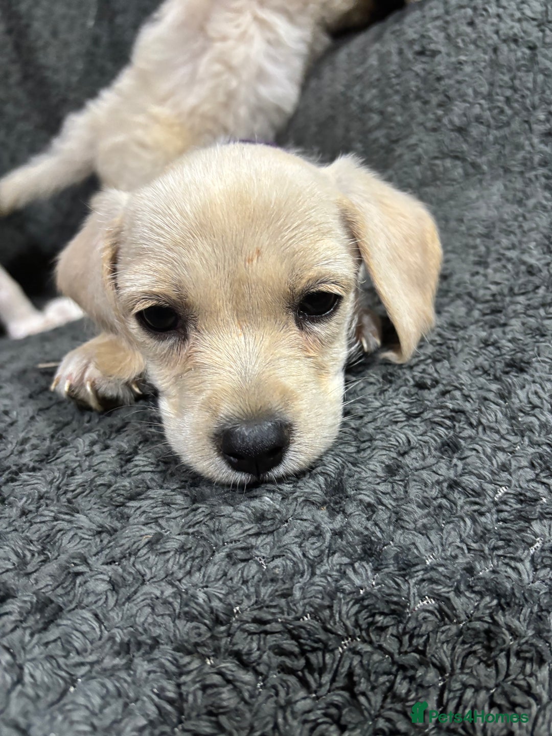 Mixed Breed dogs for sale: Jackapoo x cockapoo puppies - Image 1