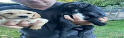 Sprocker dogs for sale: Sprocker spaniels  in North Walsham - Advert 8
