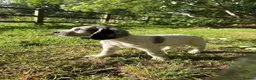 Cocker Spaniel dogs for sale: Cocker spaniel puppies - Advert 4