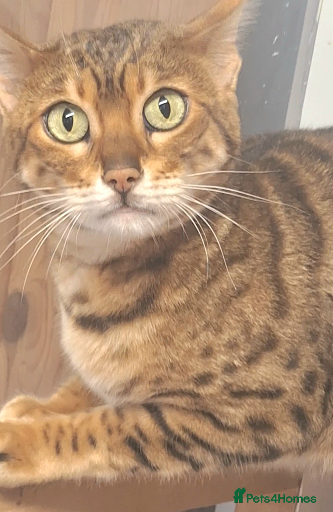 Bengal cats REDUCED PURE SBT Tica Bengal Bianca  - Advert 9