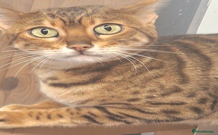 Bengal cats - Advert 6