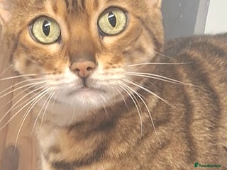 Bengal cats SBT Tica Bengal retired female Bianca - Advert 13