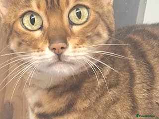 Bengal cats REDUCED PURE SBT Tica Bengal Bianca - Advert 14