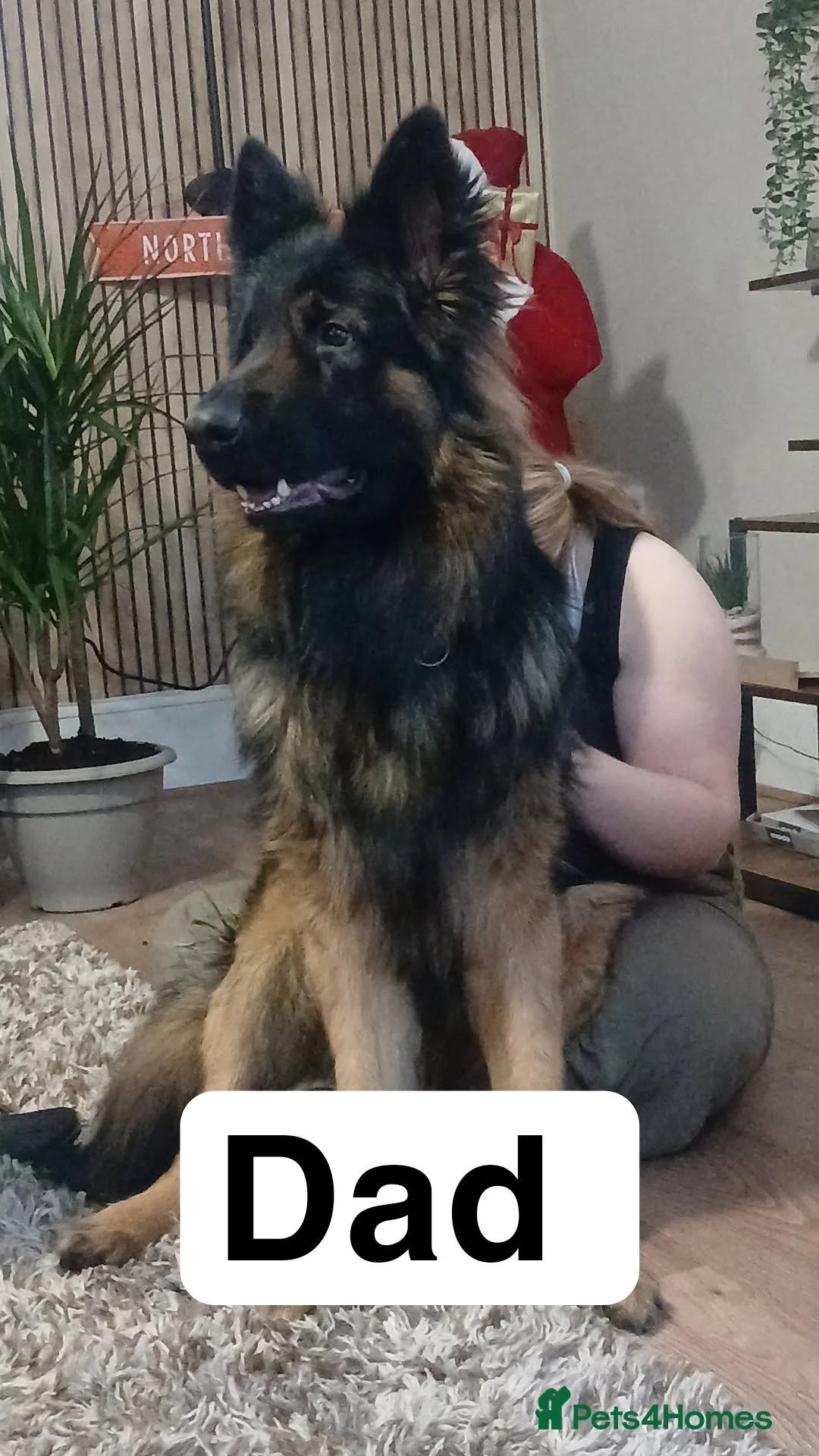 German Shepherd dogs for sale: 💥 2 beautiful male German shepherd's 💥 - Advert 4