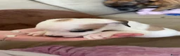 Staffordshire Bull Terrier dogs for sale: Beautiful staffy x pups  - Advert 5