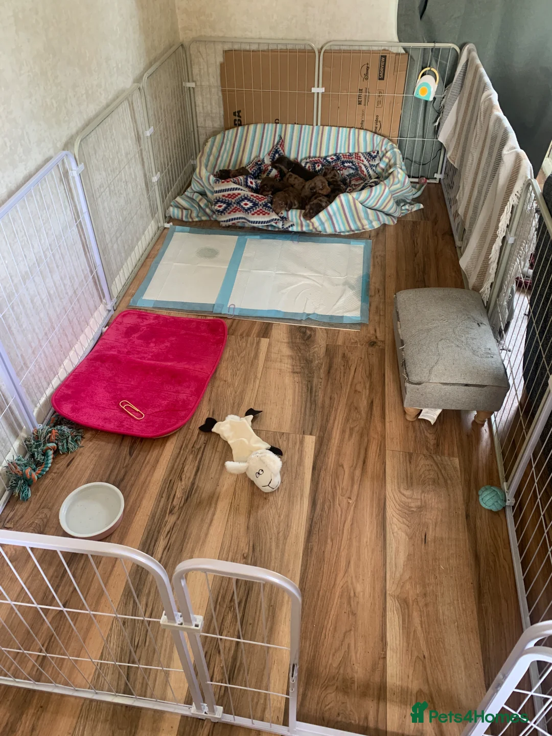 Dachshund dogs for sale: STUNNING Dachshund puppies - Advert 36