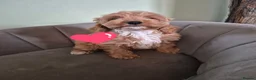 Cockapoo dogs for sale: Stunning cockapoos - Advert 7