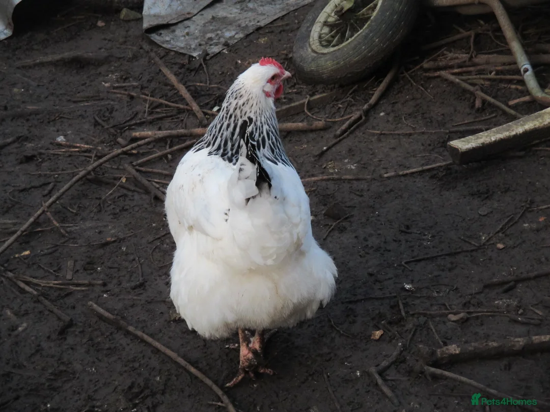 Chickens poultry for sale: Lovely Sussex hen - Advert 4