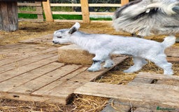 Goats livestock for sale: Pygmy goat kids mixed - Image 4