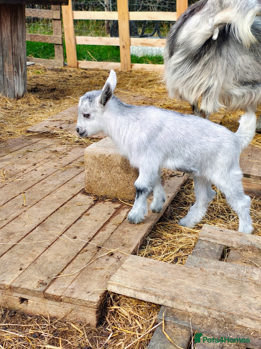 Goats livestock for sale: Pygmy goat kids mixed - Image 4