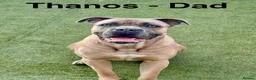 Cane Corso dogs for sale: Cane Corso pups for sale - Advert 9