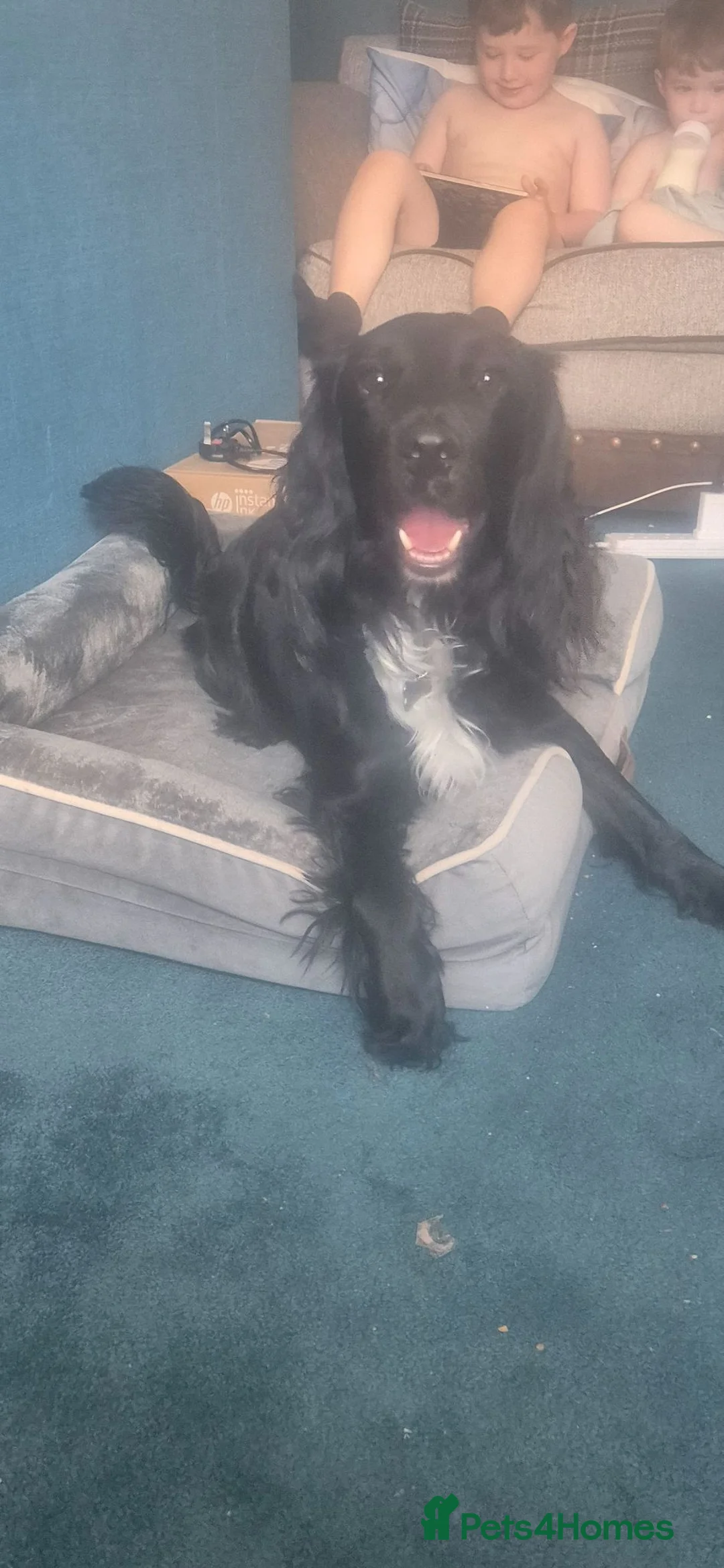 Cocker Spaniel dogs for sale: Cocker spanial  in Bootle - Advert 2