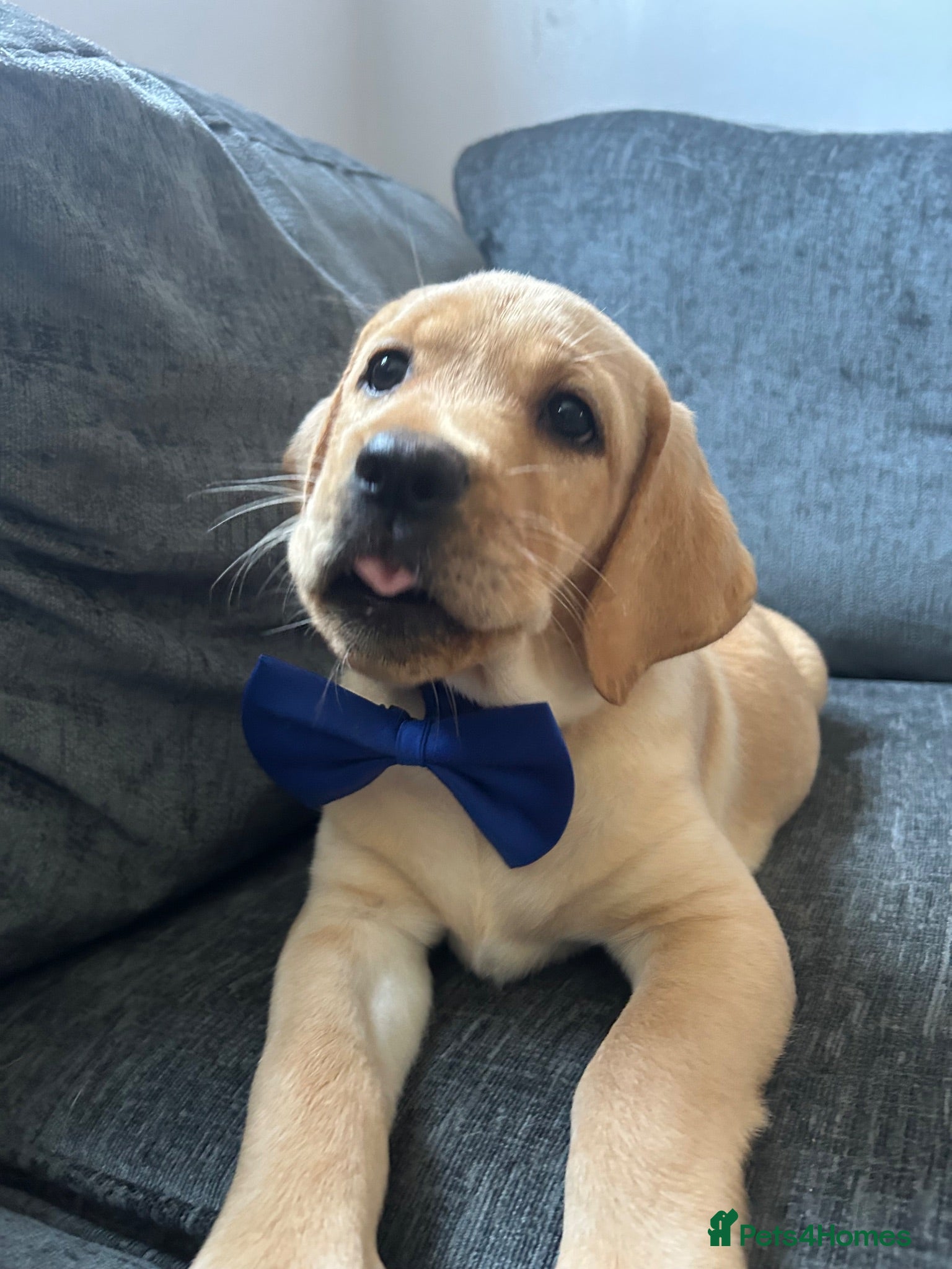 Labrador Retriever dogs Last 2 Stunning Lab Puppies ready to leave now! - Advert 3