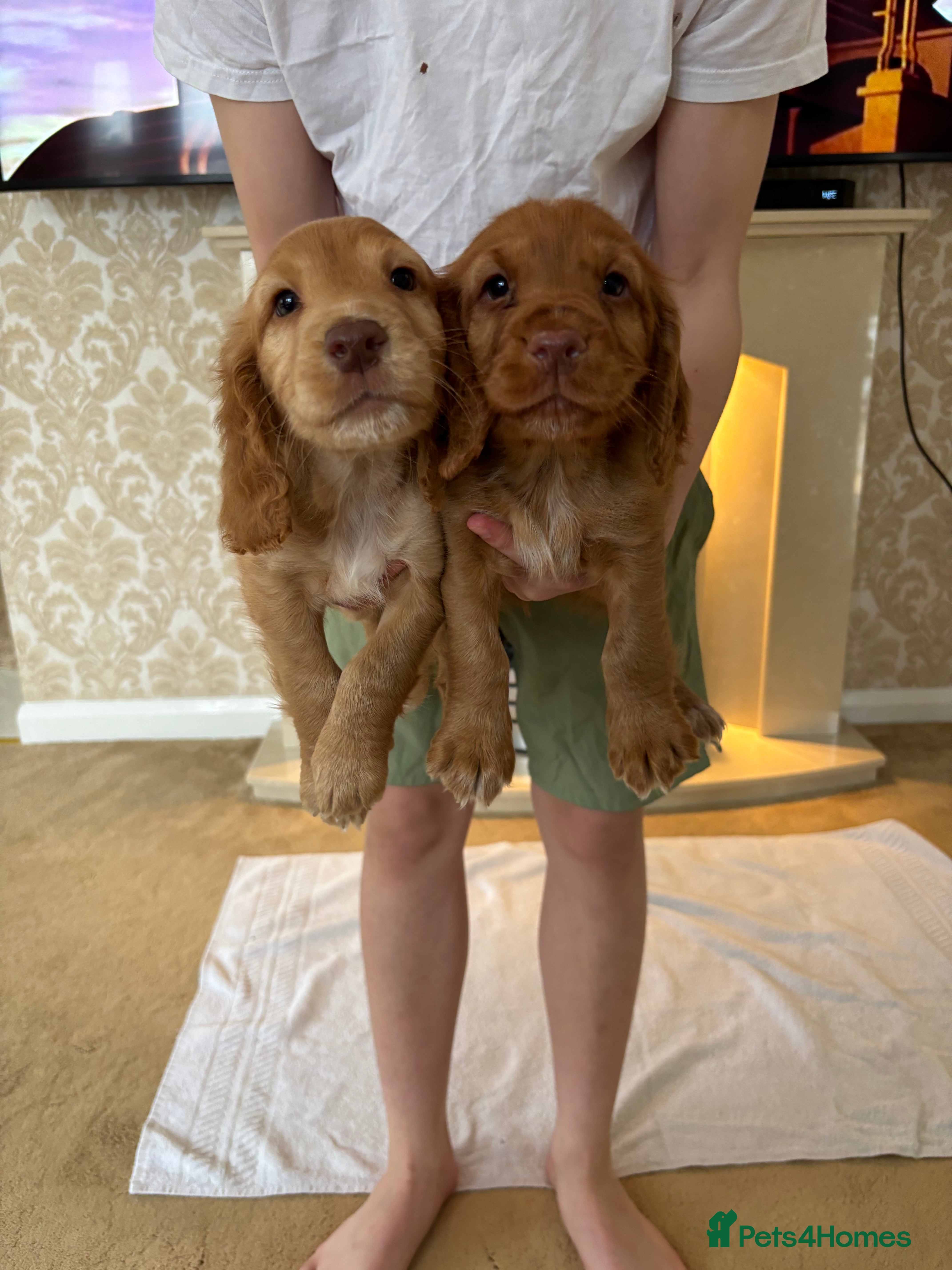 Cocker Spaniel dogs  2 Working type cocker spaniel puppys - Advert 17