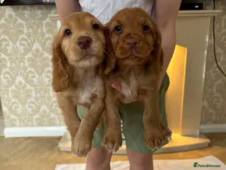 Cocker Spaniel dogs 2 Working type cocker spaniel puppys - Advert 17