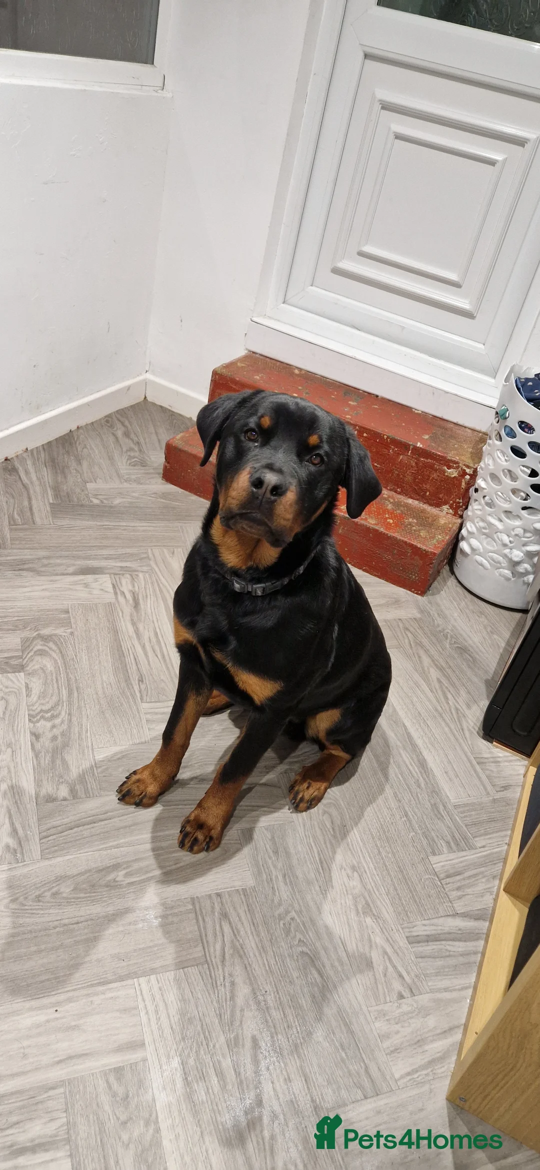 Rottweiler dogs for sale: 11 month old rottweiler Koda  - Advert 1