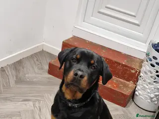 Rottweiler dogs 11 month old rottweiler Koda - Advert 1