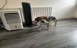 Beagle dogs for sale: Charlie Beagle - Image 2