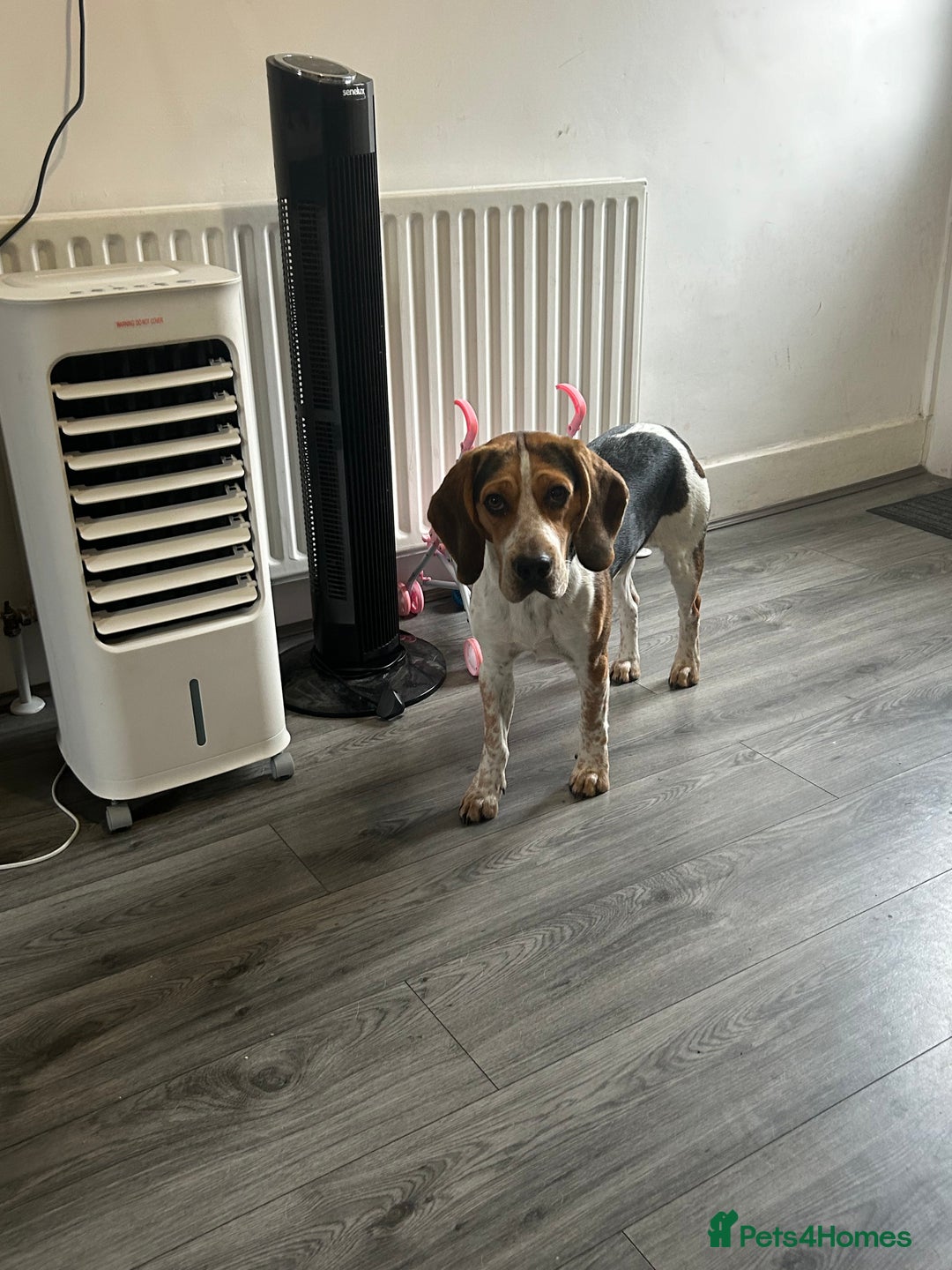 Beagle dogs for sale: Charlie Beagle - Image 2